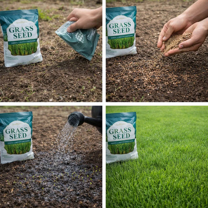 Graines d’herbes authentiques – germent toute l’année – résistantes à la chaleur et au froid RDC-34$